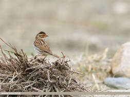 Image de Bruant nain