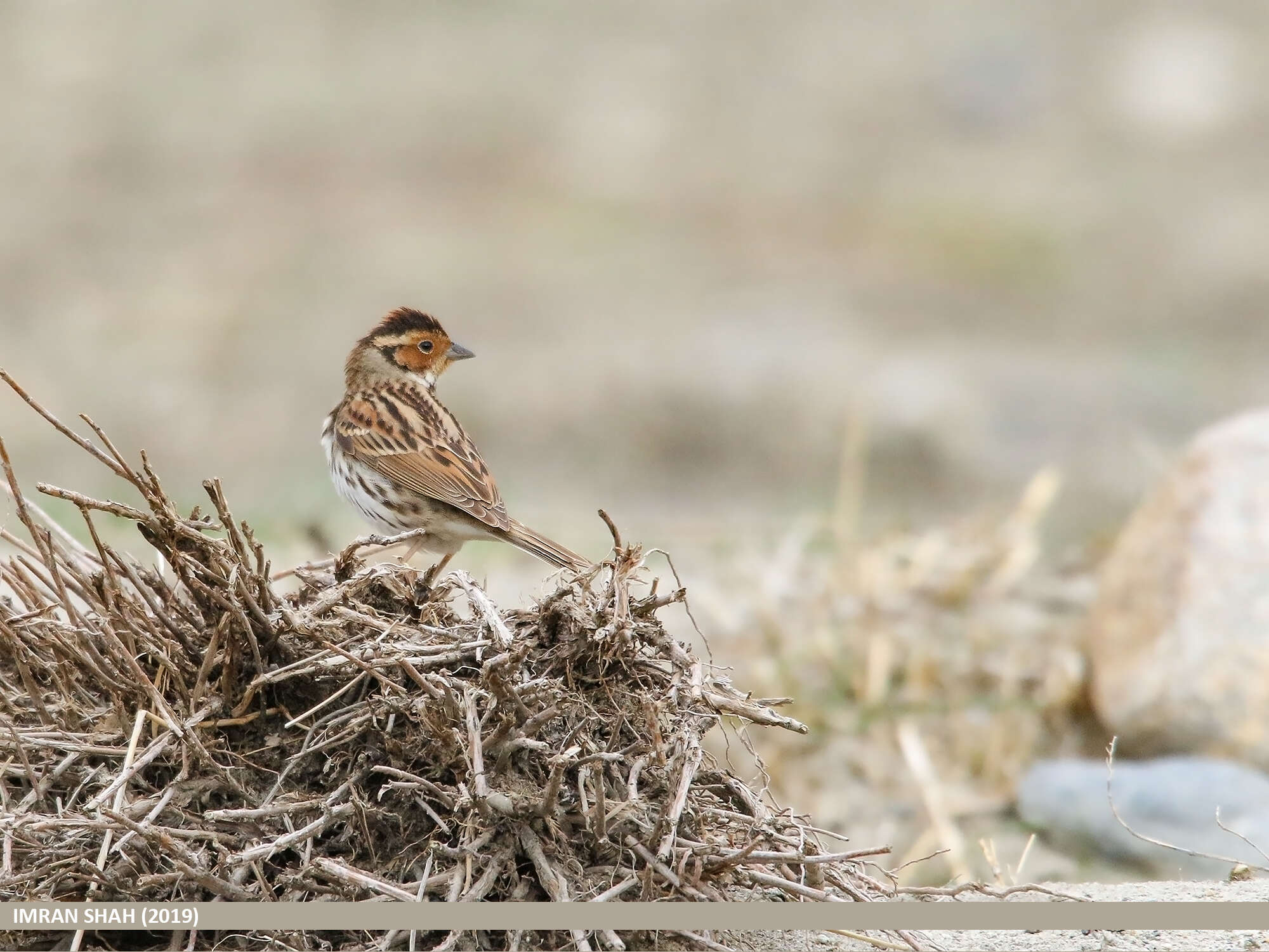 Image de Bruant nain