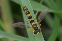 Sphaerophoria scripta (Linnaeus 1758) resmi