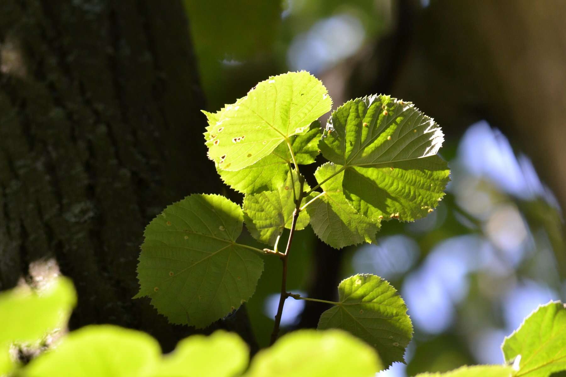 Image of Silver Lime