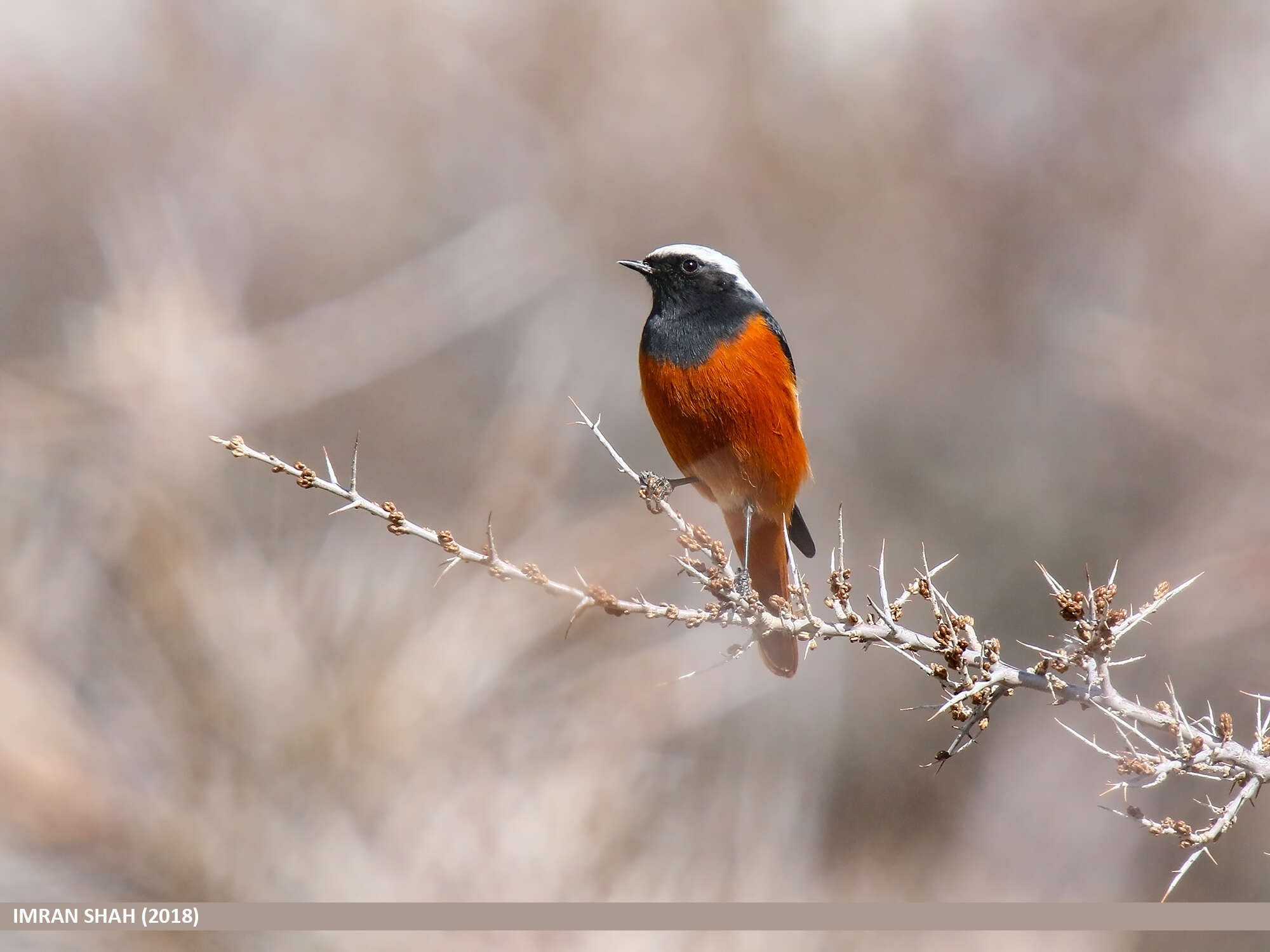 Image of Güldenstädt's Redstart