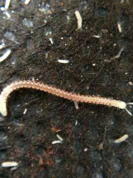 Image of Spotted snake millipede