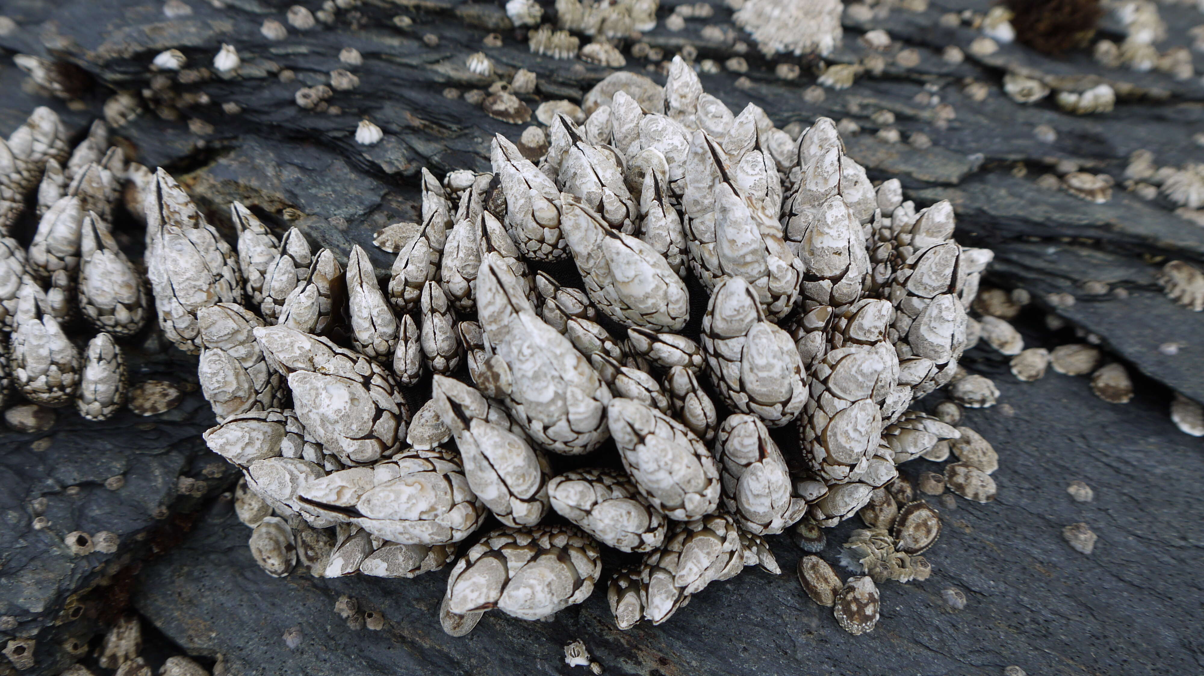 Image of barnacles