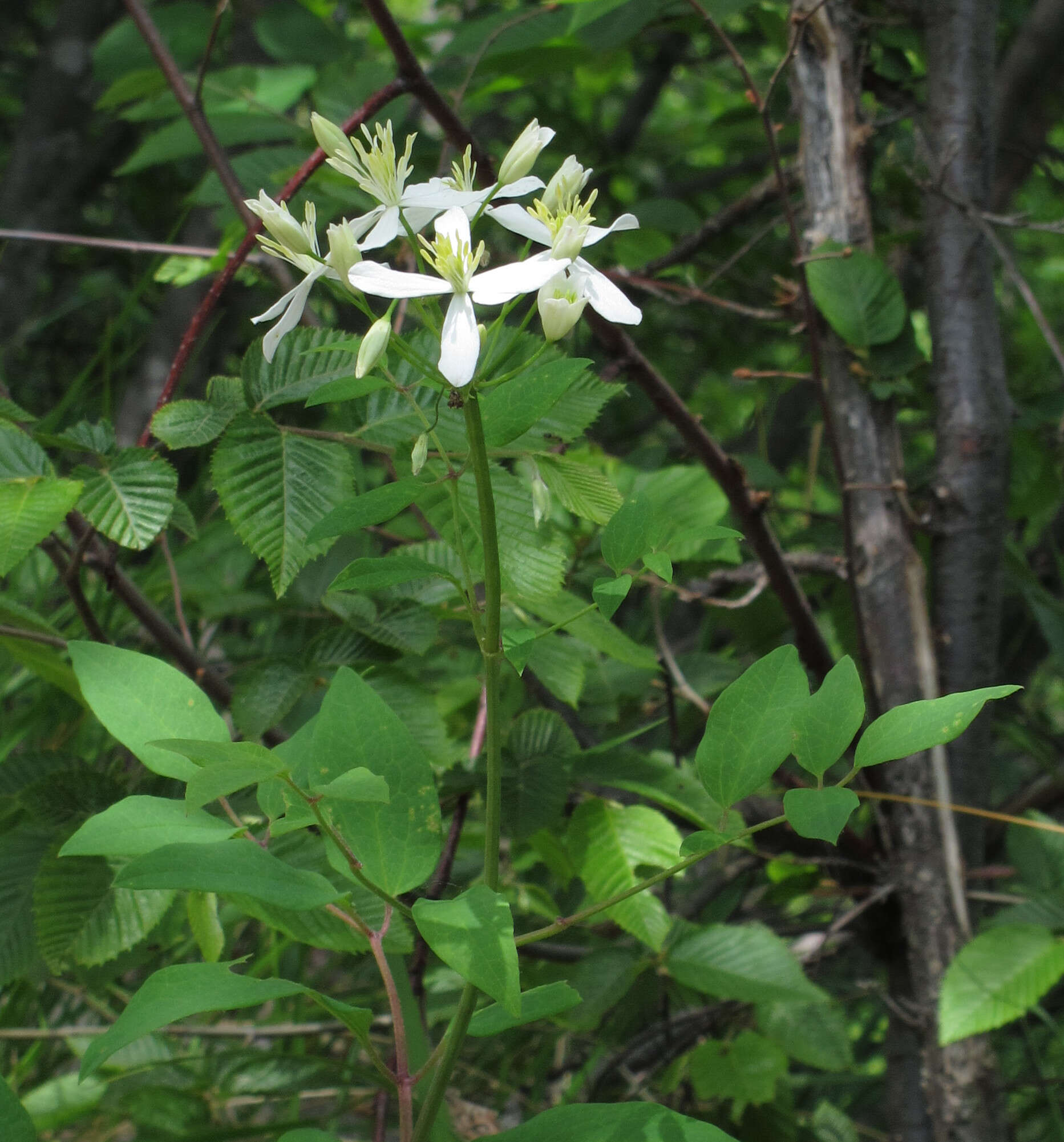 Imagem de Clematis recta L.