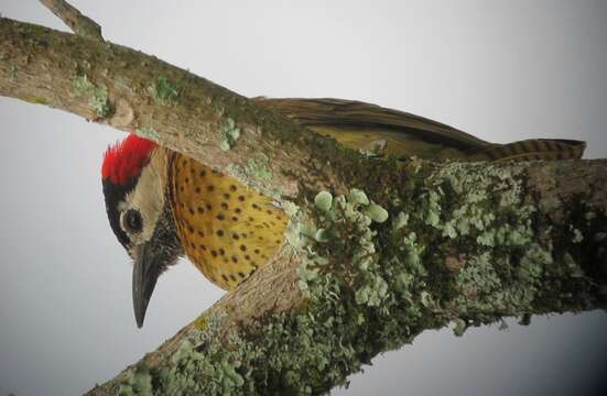 Image of Spot-breasted Woodpecker