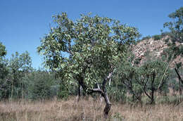 Image of Corymbia ptychocarpa (F. Müll.) K. D. Hill & L. A. S. Johnson