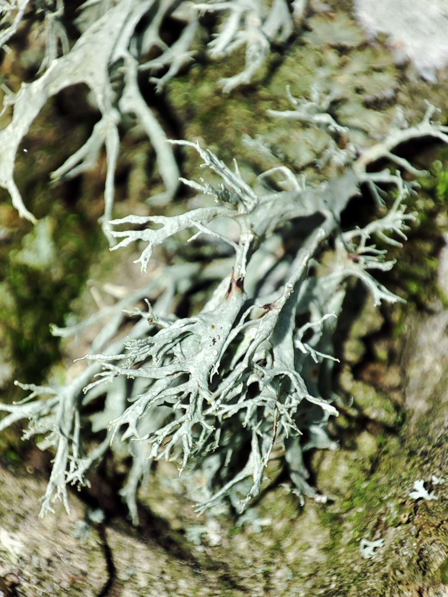 Imagem de Ramalina farinacea (L.) Ach.