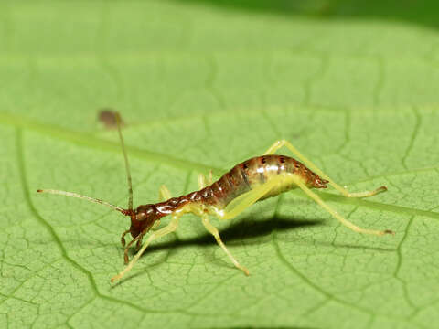 Image de Neoxabea bipunctata (De Geer 1773)