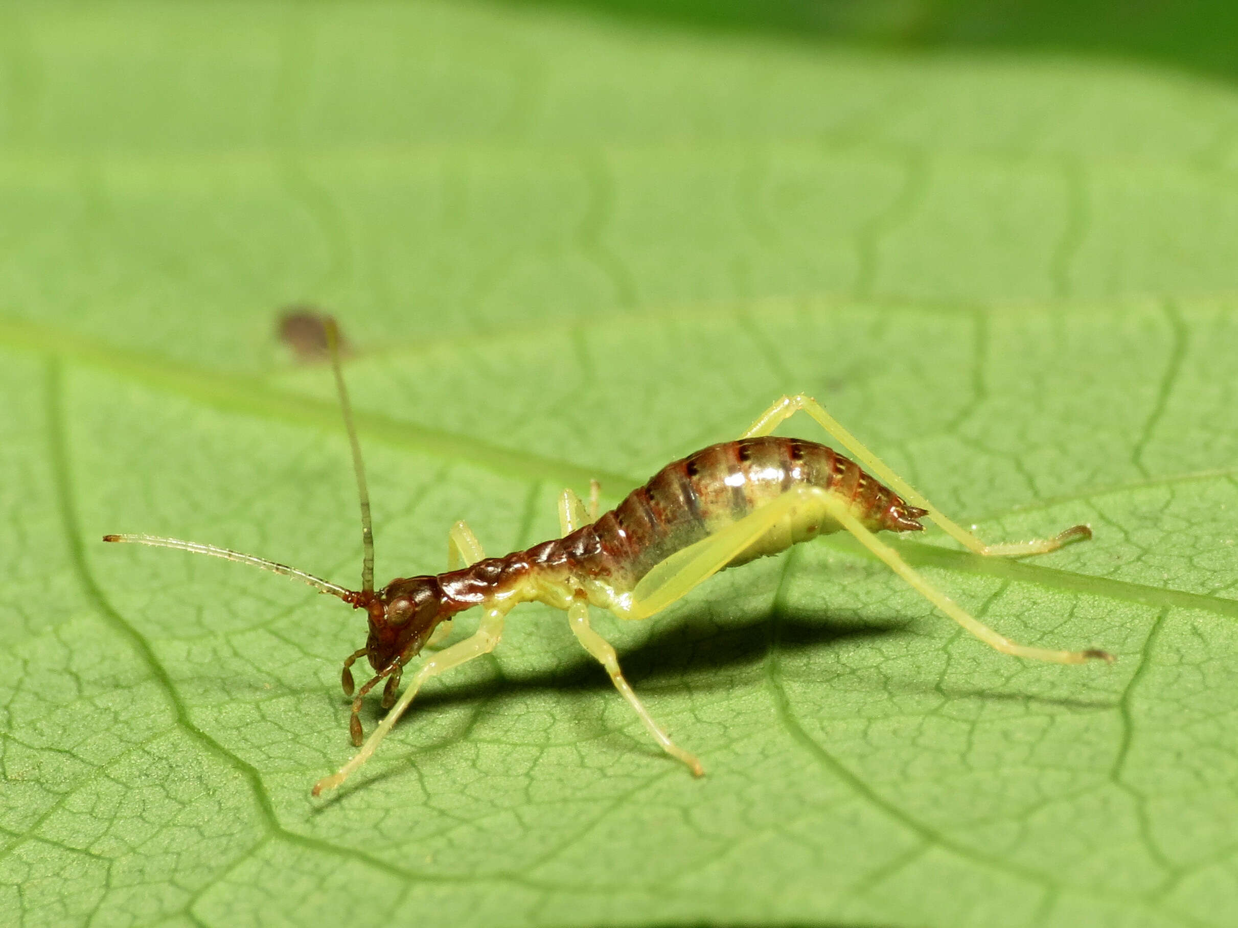 Image of Two-spotted Tree Cricket