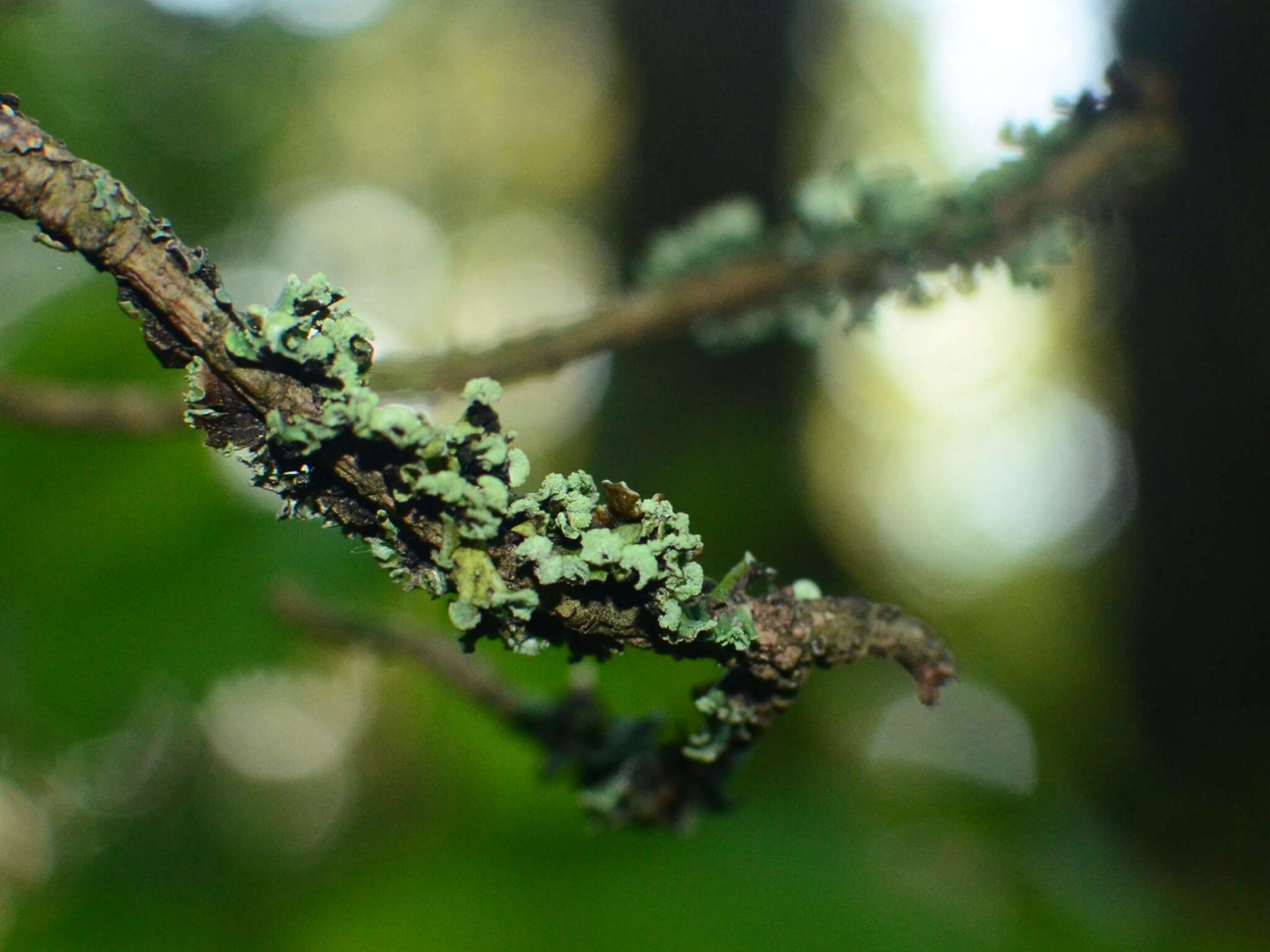 Image of Hypogymnia physodes