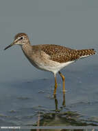 Image of Wood Sandpiper