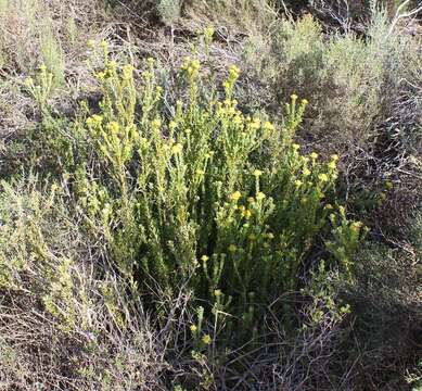 Image of Leucadendron coriaceum Philipps & Hutchinson