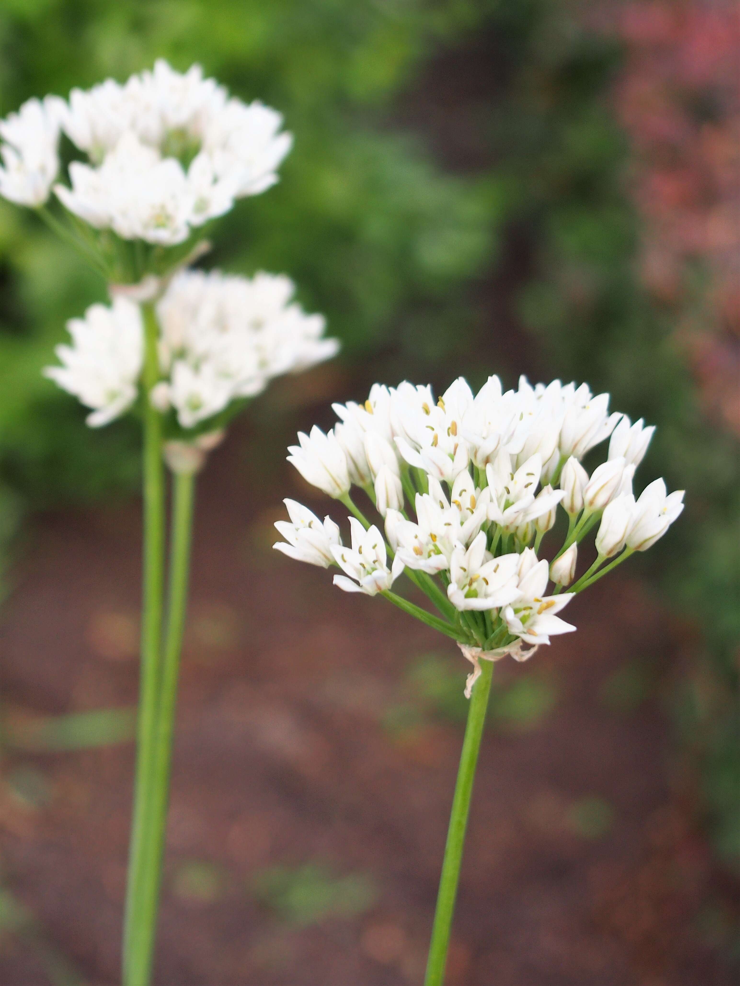 Image of Allium ramosun