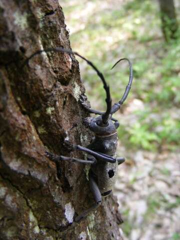 Image of Long-horned beetle