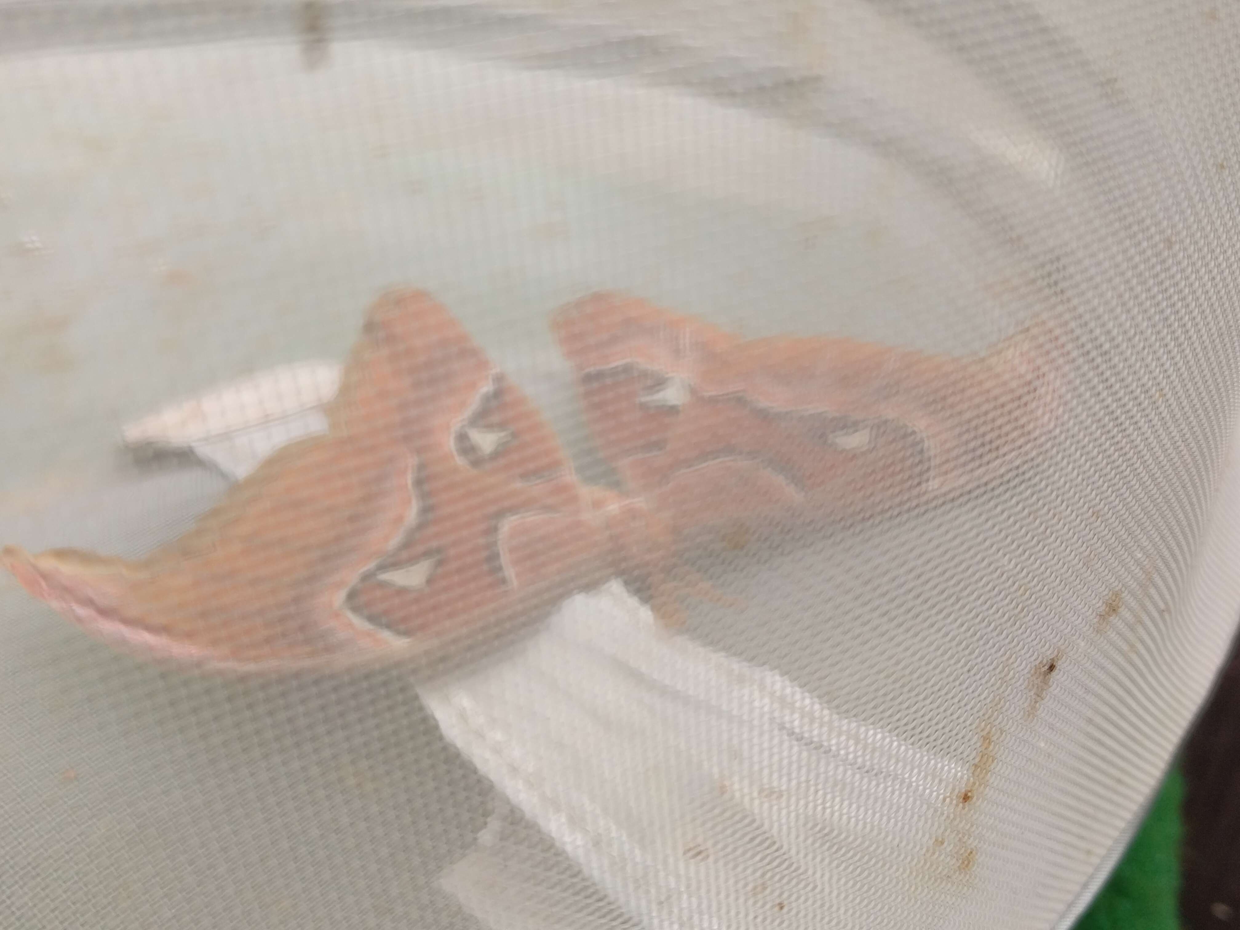 Image of atlas moth