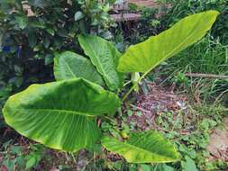 Imagem de Alocasia macrorrhizos (L.) G. Don