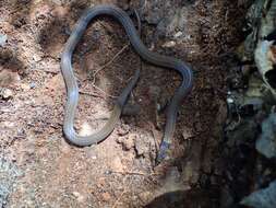 Image of Black-headed Centipede Eater