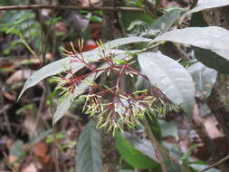 Image of Ixora nigricans R. Br. ex Wight & Arn.