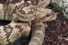 Image of Blacktail Rattlesnake