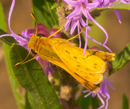 Image of Hylephila phyleus