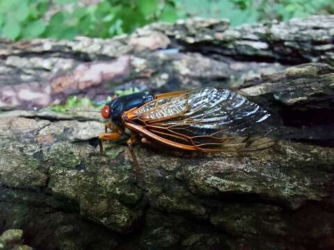 Image of Decula Periodical Cicada