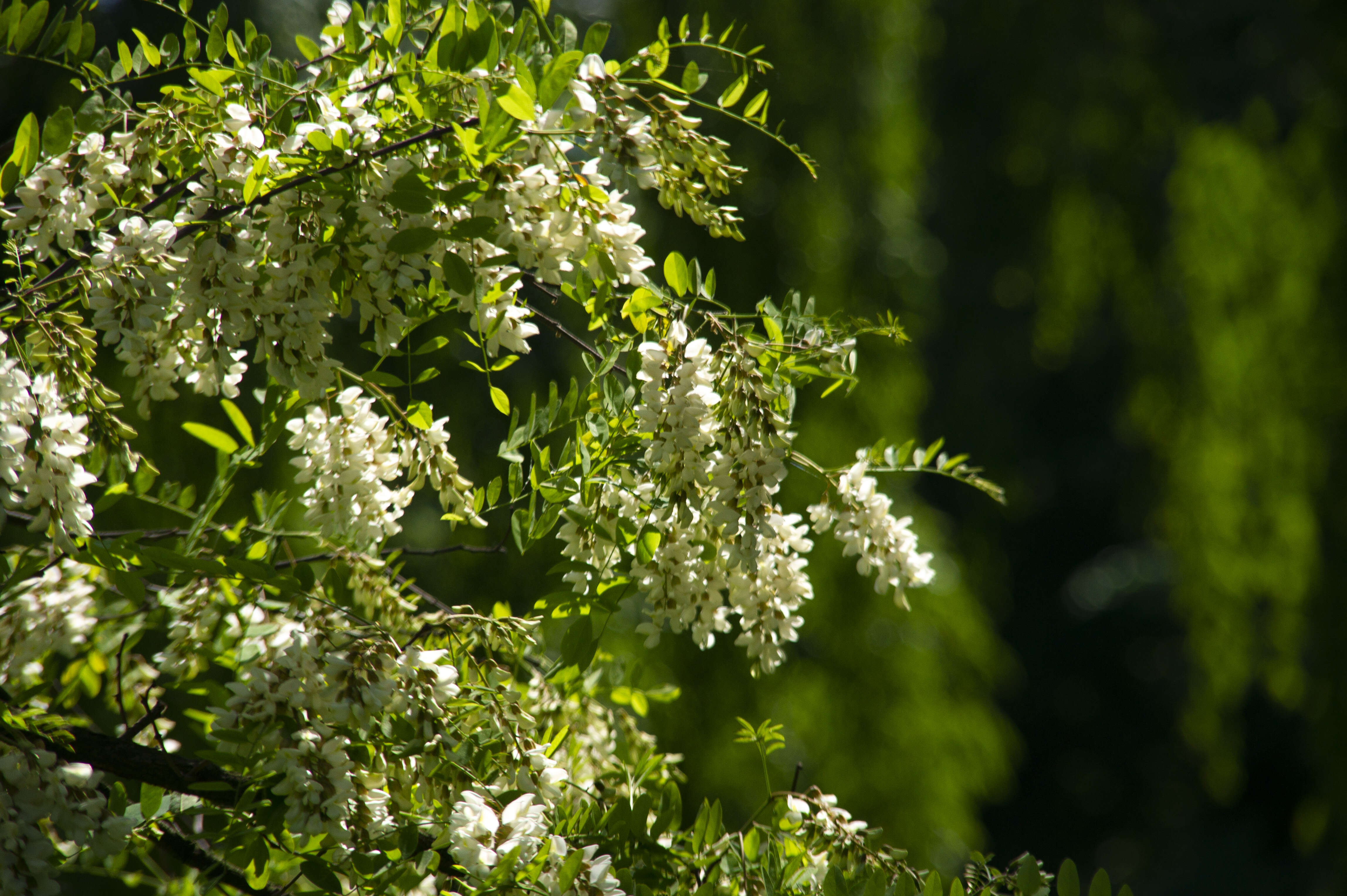 Image of black locust