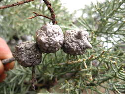 Image of Baker Cypress