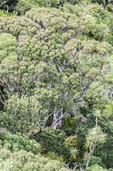 Image of Kunzea linearis (Kirk) de Lange & Toelken