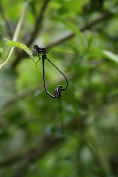 Image of Onychargia Selys 1865