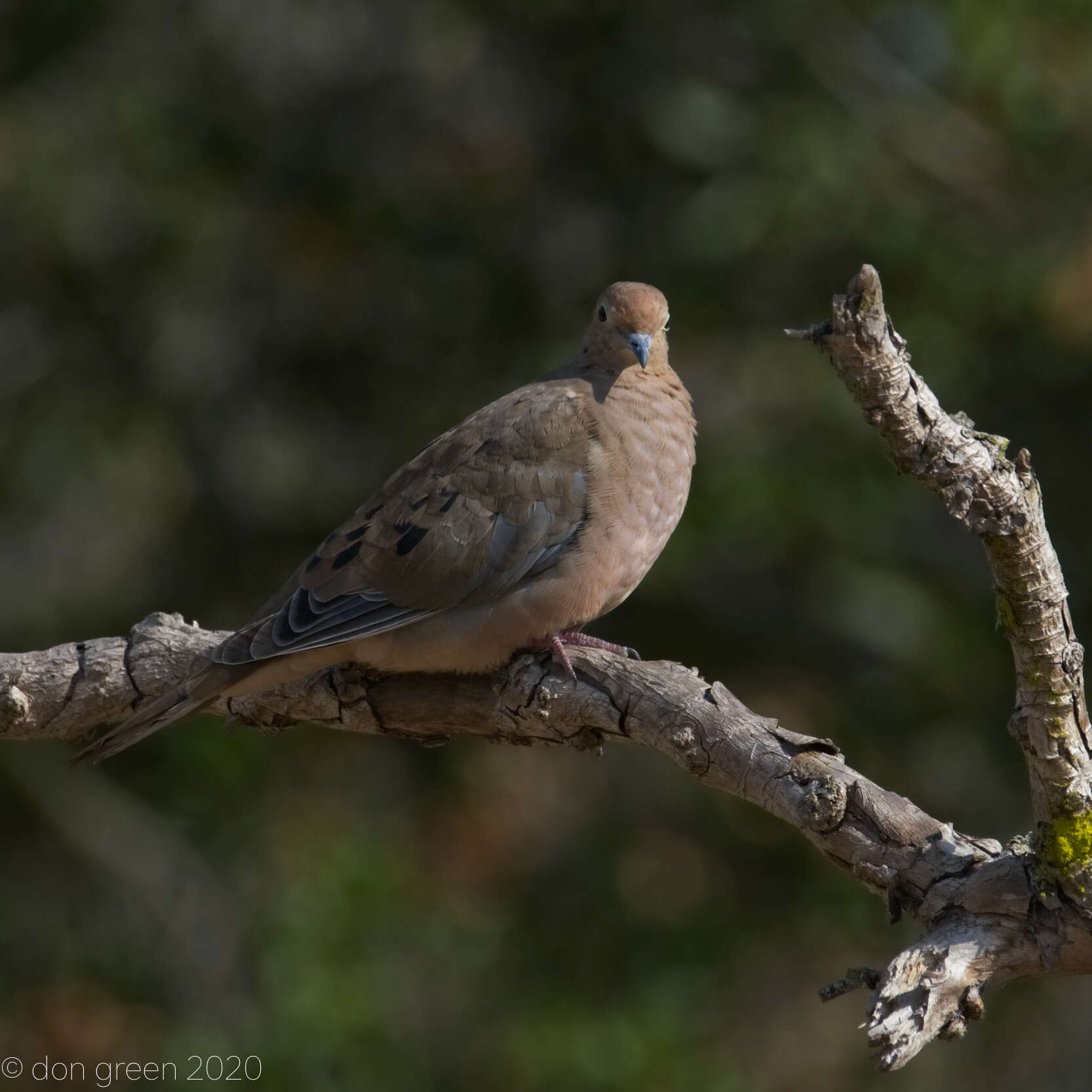 Image of American Mourning Dove