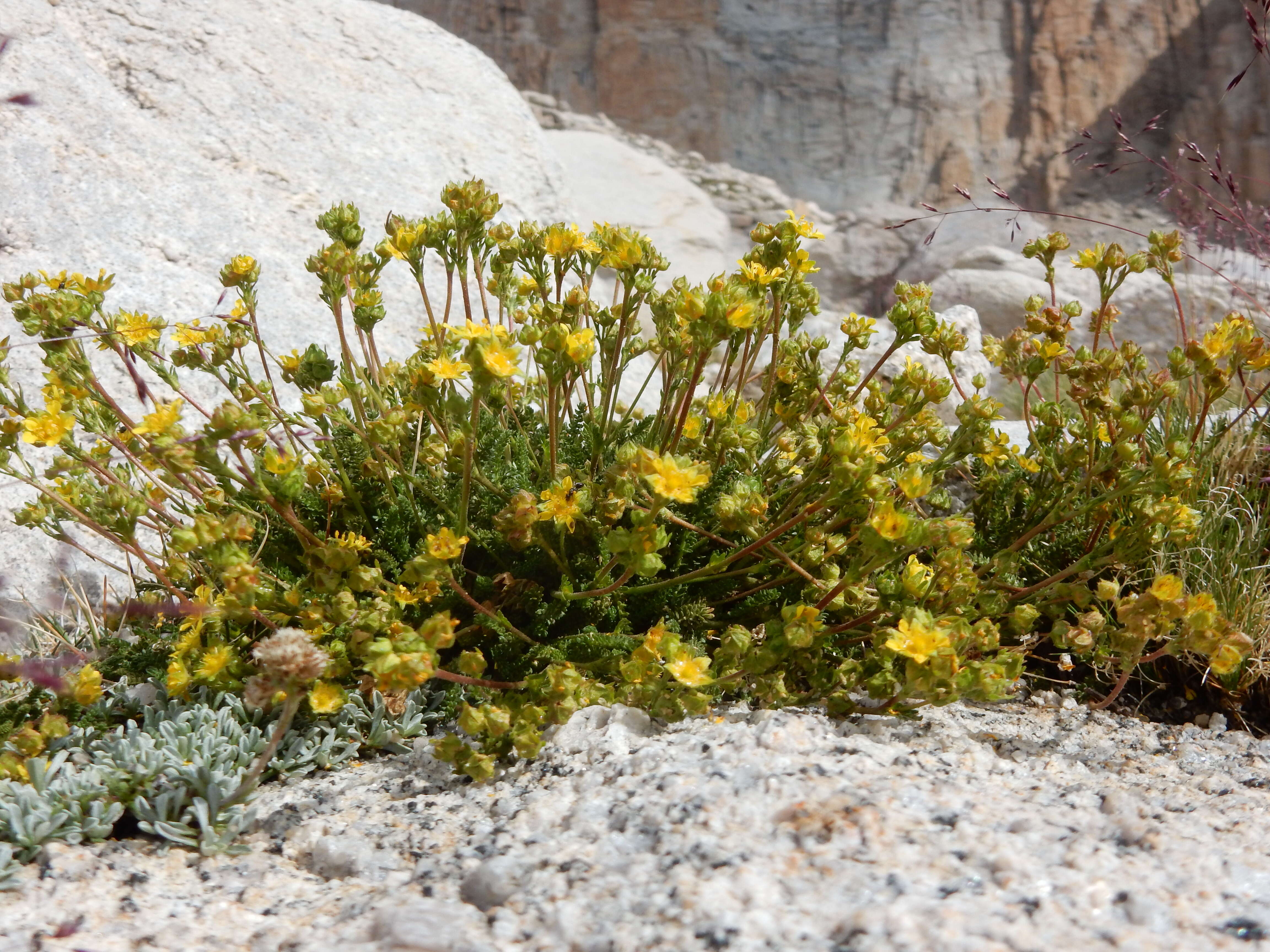 Image de Ivesia lycopodioides Gray