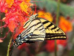 Sivun Papilio multicaudatus kuva