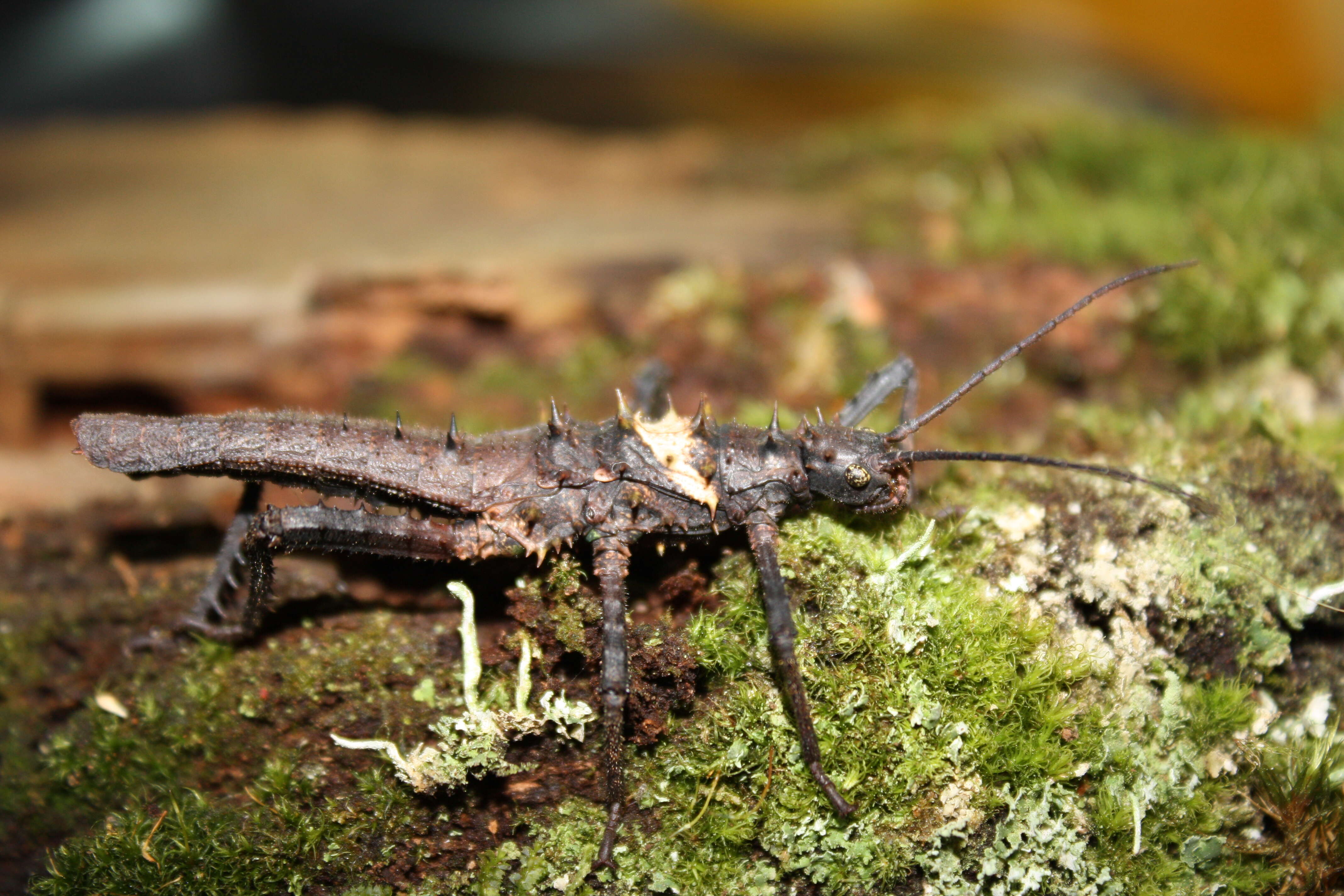 Image of De Haan's Haaniella