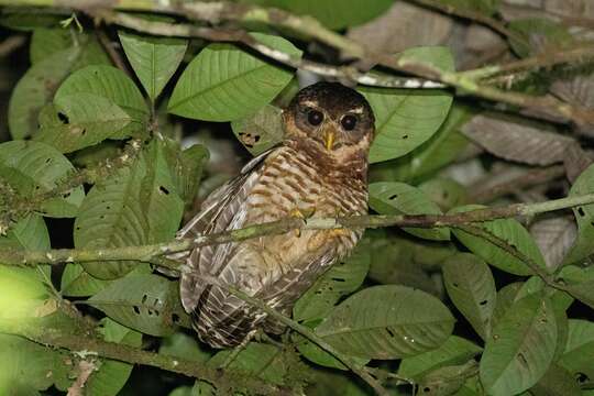 Image of Band-bellied Owl