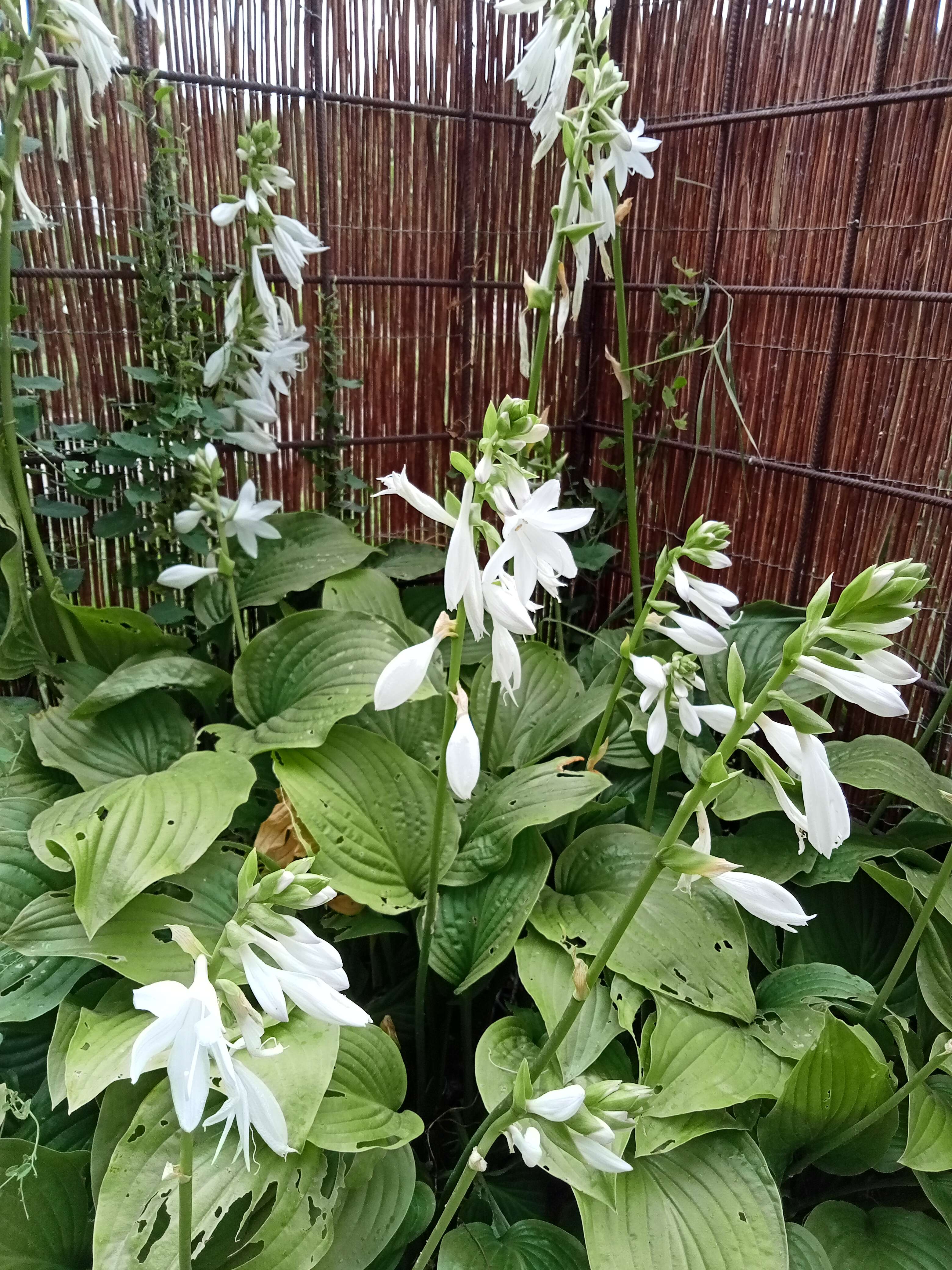 Imagem de Hosta plantaginea (Lam.) Asch.