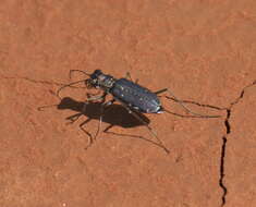Image of Backroad tiger beetle