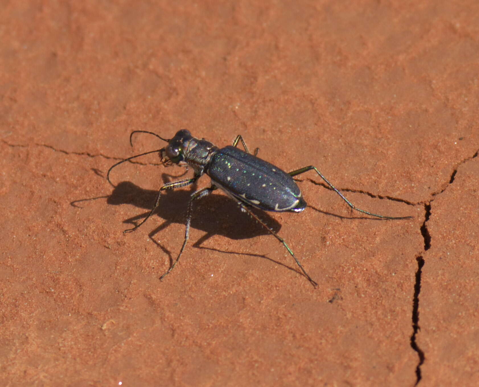 Image of Backroad tiger beetle