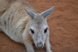 Image of Northern Nail-tail Wallaby