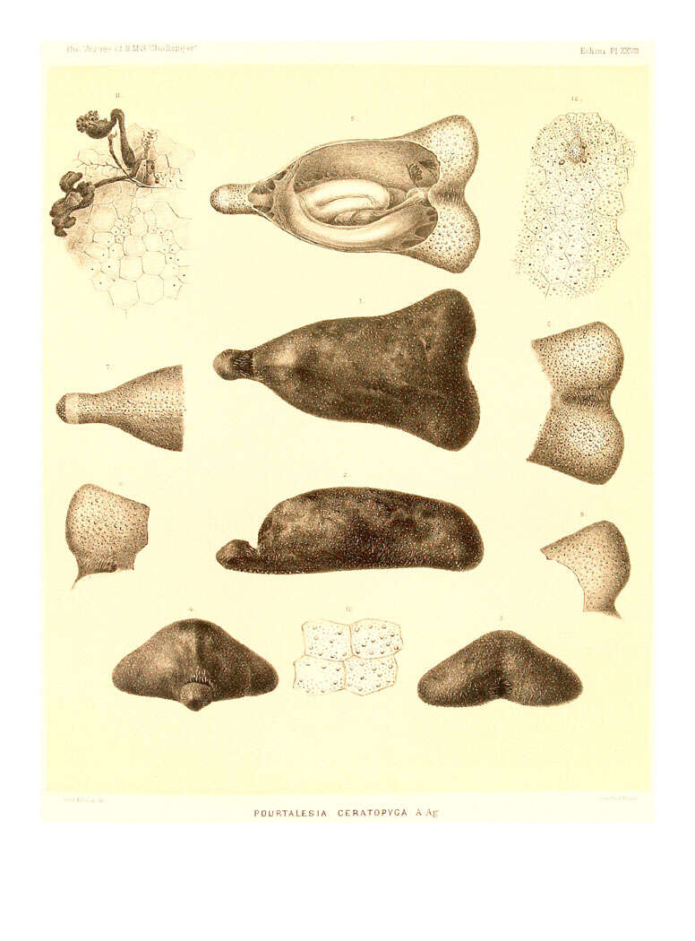 Sivun Ceratophysa Pomel 1883 kuva