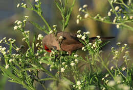 Image of Common Waxbill