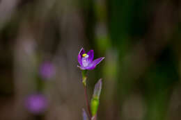 Image of Slender sun orchid