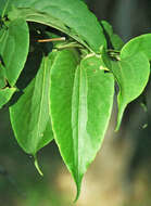 Image of Heptacodium