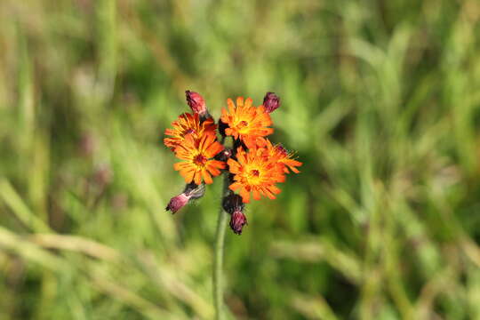 Imagem de Pilosella aurantiaca (L.) Sch. Bip., F. W. Schultz & Sch. Bip.