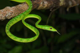 Image of Malayan Vine Snake