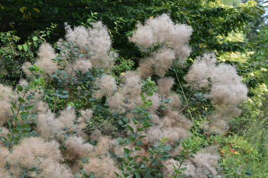 Image of European smoketree