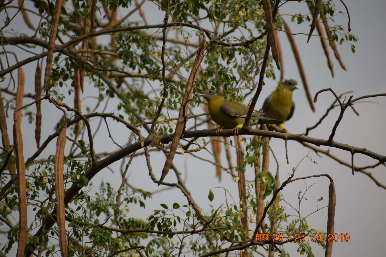 Image of Yellow-footed Green Pigeon