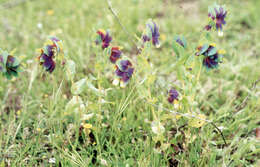 Image of honeywort