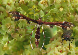 Image de Geina tenuidactyla