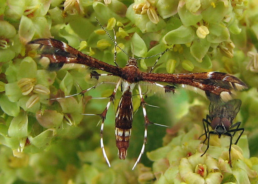 Image de Geina tenuidactyla