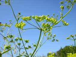 Image of wild parsnip